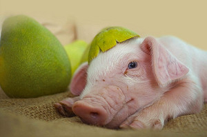 農委會公告解禁國外萊劑牛豬！國內仍禁用違者最高罰250萬