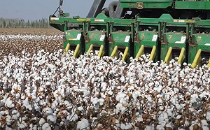 涉「強迫勞動」美制裁新疆棉花 華春瑩辯：是幫助各族群眾實現穩定就業