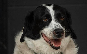 大選將要展開 這黨提名一條狗當總理