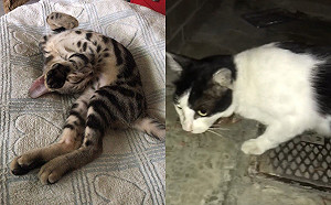 小貓失蹤急尋未果　向「賓士里長」討拍當晚竟都市傳說成真！