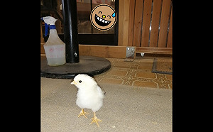 想幫小雞獨拍網美照上傳　後方驚見6道詭異光線：不要嚇人！