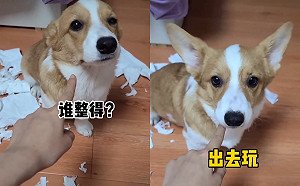 (影)柯基闖禍被罵「選擇性失聰」聽到關鍵3字耳朵瞬間出賣牠！