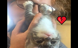 (影)女子親吻小貓　牠「四腳僵化」 眼神死：妳得不到我的心！