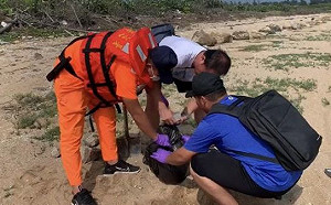 又見鯨豚擱淺！金門今年第16起鯨豚擱淺死亡案例