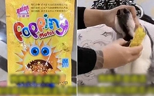 喪心病狂！中國「寵物大胃王」虐狗影片興起 逼吃辣椒、強塞跳跳糖
