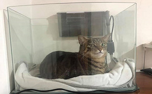 貓皇愛睡魚缸還面露得意笑　爸嘆：只能讓魚搬家了！