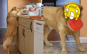 (影)貪吃金金大膽偷食　下秒被抓包「超深抬頭紋」現形：偶錯惹