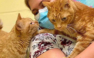 橘貓兄弟遭棄收容所害怕驚慌　遇女子秒融化：好好愛我們唷！