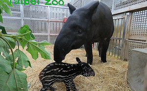 北市、布拉格聯姻喜訊！市立動物園馬來貘產下男寶寶