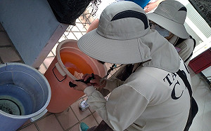 快訊》本土登革熱再添1例！今年累計17例其中16例都在桃園