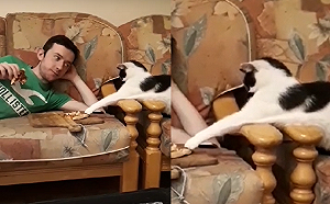 (影)男子吃披薩　黑白貓悄悄伸出「毛毛手」試圖摸走：一口就好！