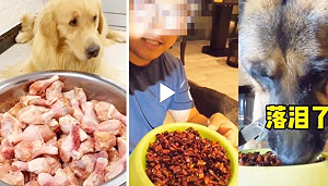 (影) 痛心！中國禁人類吃播 興起「寵物大胃王」硬塞辣椒及跳跳糖