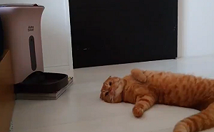 (影)橘貓餓昏頭躺在自動餵食器旁等飯　一臉厭世：「巴豆妖了！」