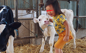 在大煉蠱嗎?  3千人感染「布氏桿菌病」  中國爆發人畜共通新疫情