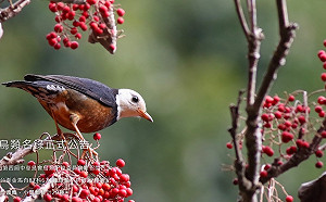 逼小鳥政治表態  我國遭國際鳥盟除名  外交部:鳥盟難以讓世界尊重