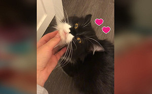 (影)黑白貓闖車庫討食後不離開　女子樂收編意外收到大驚喜！