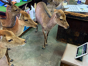 工讀生？少了遊客暑期奈良小鹿好自由　竟成群收看足球直播！