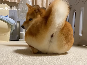 (影)柴柴屁毛修剪出超萌「蜜桃臀」 網友：J個屁股很可以