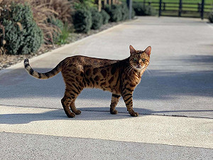 (影)街坊鄰居紛紛傳曬貓照給女子　仔細一看：怎麼全是我家主子？