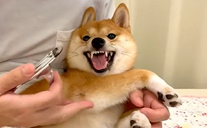 (影)萌柴一見指甲剪秒變臉　呲牙咧嘴拼命抵抗：「偶有同意嗎？」