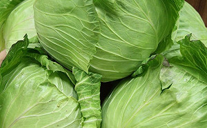 別再種了！農糧署示警：高麗菜瀕臨「超種」警戒值  冬季盛產價格恐崩跌