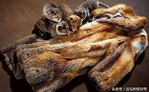 波蘭擬立法禁止生產皮草 引發業者抗議