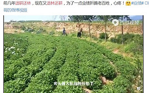 真要斷糧？中共強逼農民退果還糧：5年內禁種樹