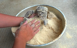 (影)小虎斑遭裹粉難道是要油炸？推主急澄清：這是在救牠！