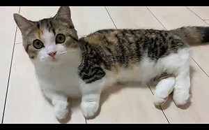 (影)日推特貓咪挑戰引潮流　牠不落人後一伸展網友瞬間被萌殺！