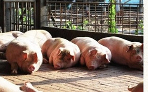 拜登當選萊豬不來?  豬農親曝這個內幕.......