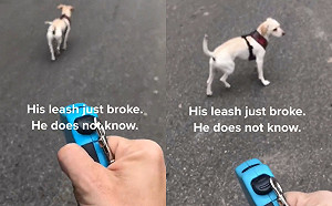 散步途中牽繩突斷！媽裝鎮定「空拉」呆萌汪竟一路乖乖跟回家