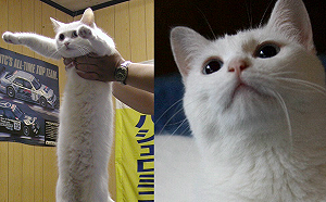 日本「長貓始祖」網紅白貓過世　網友悲嘆：回貓星球去了