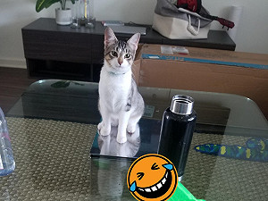 自從養了隻超大膽喵喵　可憐奴才每餐武器應戰：拜託讓我吃！