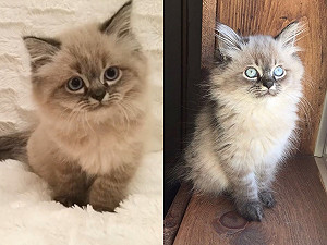 萌眼小布偶貓長大竟凶神惡煞殺氣十足　網：是經歷了什麼？