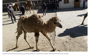 中印邊界衝突新利器 這個動物挑大樑.......