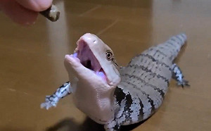 (影)藍舌蜥見食物嗨翻　短短手奮力神速扒扒扒：偶絕對要吃到！