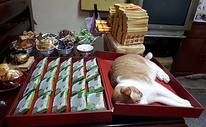 媽在家拜拜供桌出現「大禮貓」　網笑：神明也要吸貓！