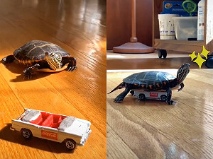 (影)牠獲得車車成「疾速風火輪」　龜：以後兔子找我比賽小心惹！