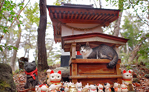 (影)聰明喵皇鑽進小神社躲雨　網友大笑：「拜見貓神大人！」