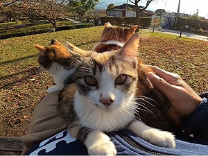 (影)公園遇浪喵「坐大腿討摸摸」　沒多久男子身上竟堆滿貓！