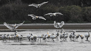 中華鳥會遭鳥盟除名  索性掛上Taiwan加強國際識別