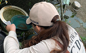 新增2名登革熱本土病例！皆與新北市三峽區群聚感染有關