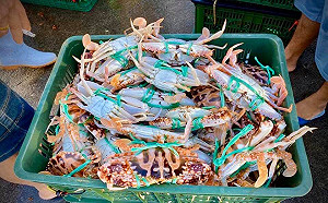 9/27世界旅遊日  來去新北農家DO一日