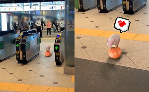 (影)小萌豬噠噠噠踩踏球球　輕巧靈活穿過東京站閘門萌翻網！