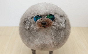 造型師媽媽巧手替貴賓狗打扮成海豹　背後竟有令人鼻酸故事