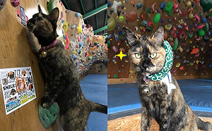 (影)玳瑁貓在體育館擔任「店經理」 熱衷攀岩自主訓練爬高高！