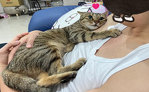 浪貓「貼胸口深情凝望男友」篡位僅20天她：錯帶小三回來！