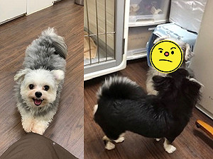 愛犬總是笑臉迎人  一進寵物旅館卻瞬間變隻狗：討厭你們啦！