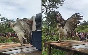 (影)菲律賓鵰重返山林  一出場氣勢超強彷彿全在牠老大掌握之下！