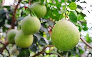 分開吃就沒事？專家提醒：血壓藥跟柚子隔餐吃仍有風險！應避免